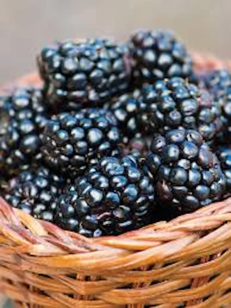 5 Prime Ark 45 Blackberry Plant - Primocane Fruiting Bush