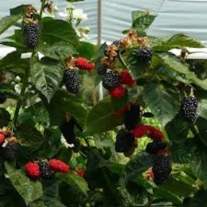 5 Prime Ark Freedom Blackberry Plant Thornless Bare Root Starter Fruit Bush Outdoor - Image 2