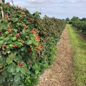 5 Prime Ark Freedom Blackberry Plant Thornless Bare Root Starter Fruit Bush Outdoor - Image 3