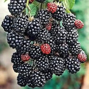 5 Prime Ark Freedom Blackberry Plant Thornless Bare Root Starter Fruit Bush Outdoor - Image 4