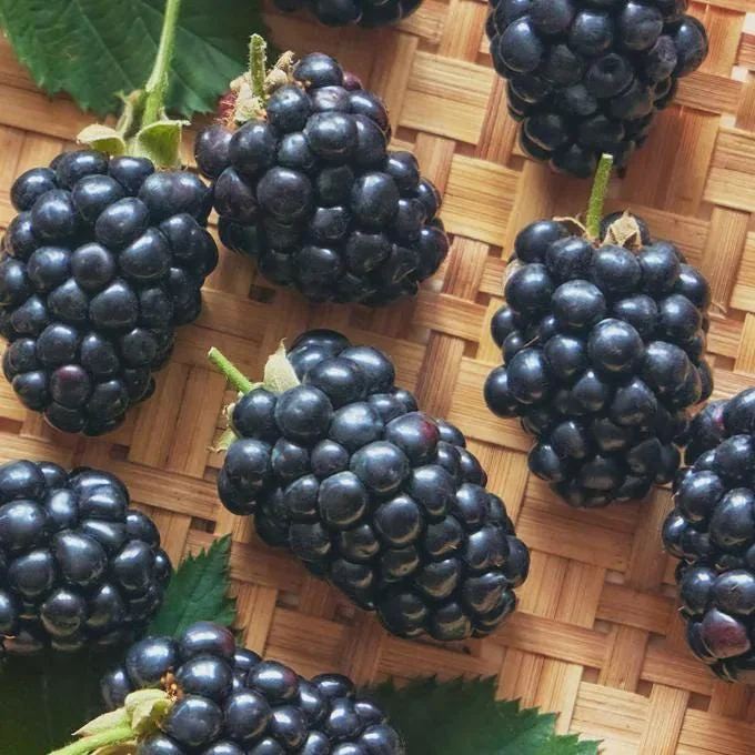 5 Prime-Ark Horizon Blackberry Live Plant Starter Plugs - Everbearing Rubus - Image 2