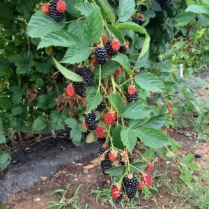 5 Prime Ark Traveler Thornless Blackberry Live Plant Plug - Rubus 'APF-190T' - Image 3