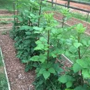 5 Prime Ark Traveler Thornless Blackberry Live Plant Plug - Rubus 'APF-190T' - Image 4