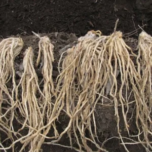 5 Purple Passion Asparagus Bare Roots - Asparagus officinalis, Sweet & Tender - Image 8