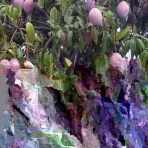 5 Purple Tommy Mango Scions for Grafting - Fruit Tree Cuttings - Image 1