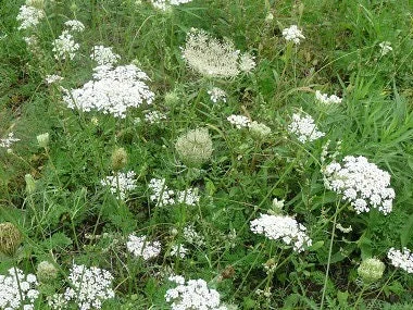 5 Queen Anne's Lace Bare Root Plants - Perennial Wildflower, Daucus Carota - Image 10