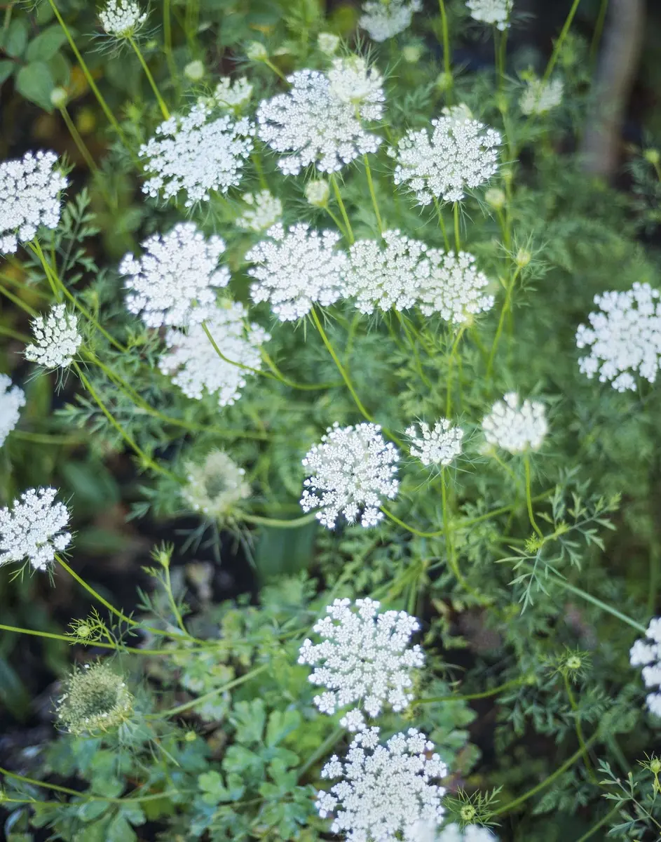 5 Queen Anne's Lace Bare Root Plants - Perennial Wildflower, Daucus Carota - Image 3