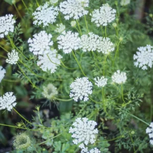5 Queen Anne's Lace Bare Root Plants - Perennial Wildflower, Daucus Carota - Image 8