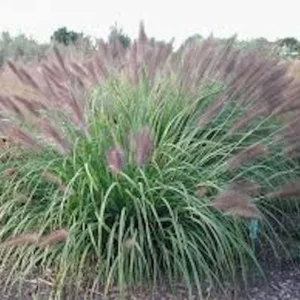 5 Red Fountain Grass Bare Root Starter Plants - Pennisetum Rubrum Ornamental Grass - Image 2