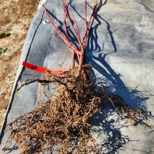 5 Red Osier Dogwood Plants (Cornus sericea) Bareroot, 10