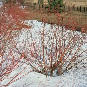 5 Red Osier Dogwood Plants (Cornus sericea) Bareroot, 10" Tall, Outdoor Shrub - Image 1