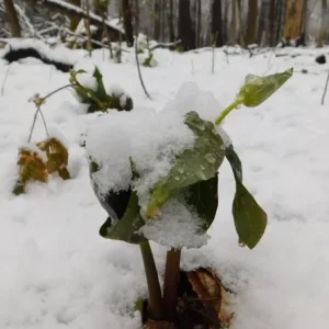 5 Red Trillium Flower Bulbs – Wood Lily Perennial – Shade Loving - Image 10