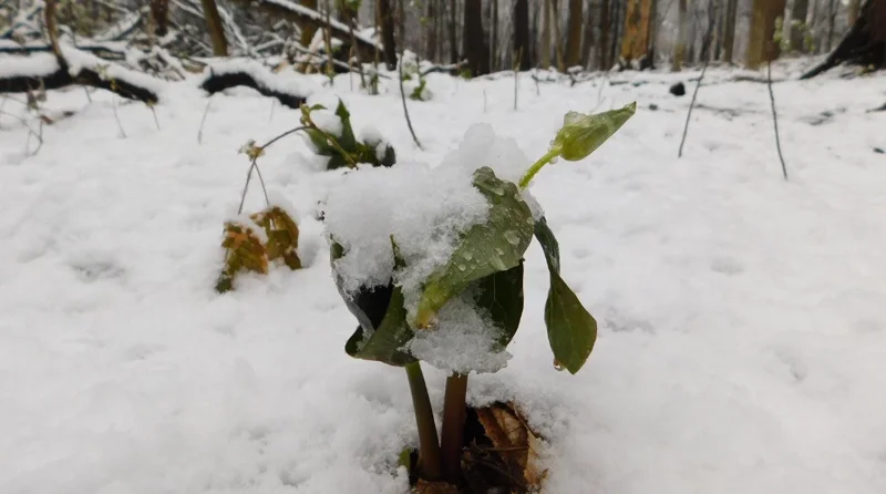 5 Red Trillium Flower Bulbs – Wood Lily Perennial – Shade Loving - Image 10
