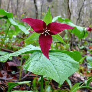 5 Red Trillium Flower Bulbs – Wood Lily Perennial – Shade Loving - Image 2