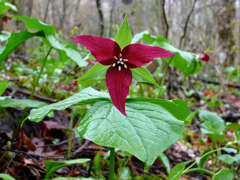 5 Red Trillium Flower Bulbs – Wood Lily Perennial – Shade Loving - Image 2