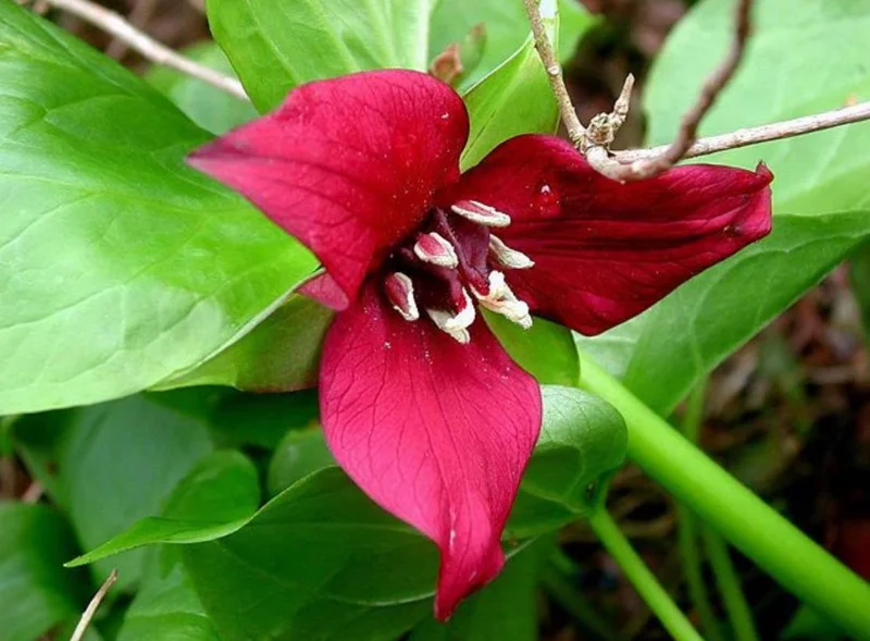 5 Red Trillium Flower Bulbs – Wood Lily Perennial – Shade Loving - Image 3