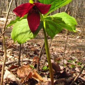 5 Red Trillium Flower Bulbs – Wood Lily Perennial – Shade Loving - Image 4