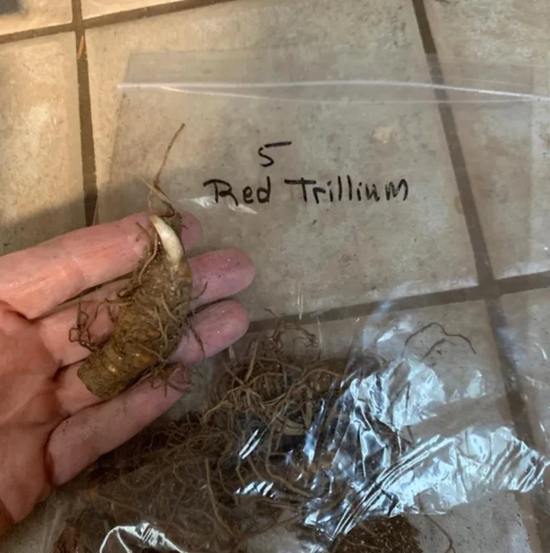 5 Red Trillium Flower Bulbs – Wood Lily Perennial – Shade Loving - Image 5