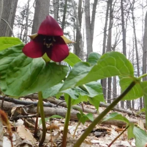5 Red Trillium Flower Bulbs – Wood Lily Perennial – Shade Loving - Image 6