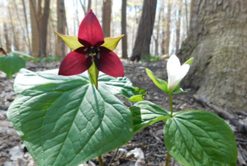 5 Red Trillium Flower Bulbs – Wood Lily Perennial – Shade Loving - Image 7