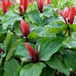 5 Red Trillium Flower Bulbs – Wood Lily Perennial – Shade Loving - Image 9