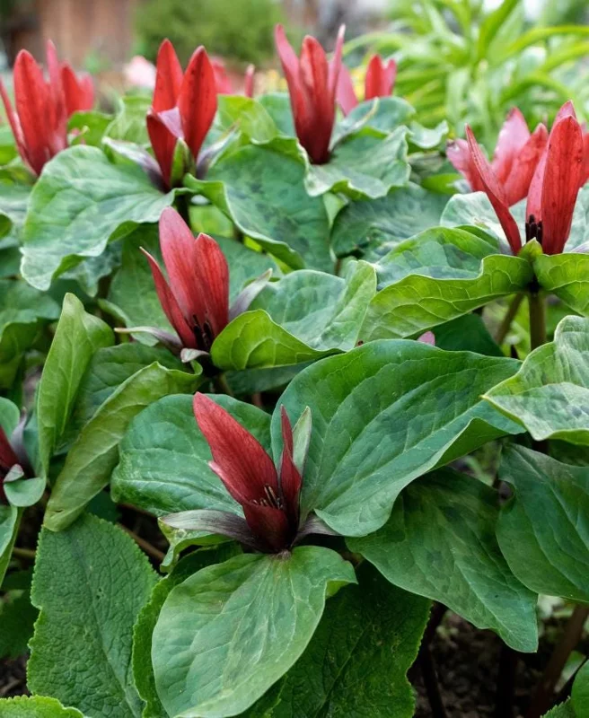 5 Red Trillium Flower Bulbs – Wood Lily Perennial – Shade Loving - Image 9
