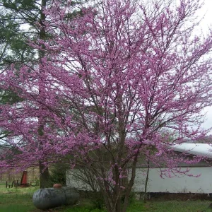 5 Redbud Trees (Cercis Canadensis) Bare Root Plant - 6-12" Tall - Image 2