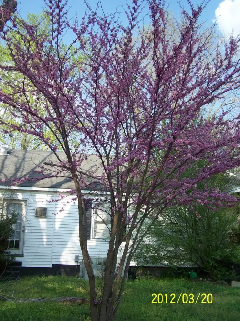 Redbud Tree Root System 5 Redbud Trees (Cercis Canadensis) Bare Root Plants for Sale