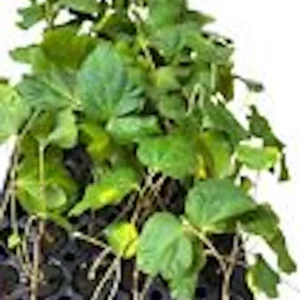 5 Sherbet Berry Plant Starters - Grewia Asiatica Live Plant, Edible Fruit, Zones 9-11 - Image 2