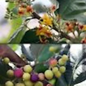 5 Sherbet Berry Plant Starters - Grewia Asiatica Live Plant, Edible Fruit, Zones 9-11 - Image 5