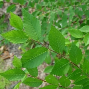 5 Siberian Elm Bare Root Seedlings - 12-18 Inch Fast Growing Shade Tree - Image 2