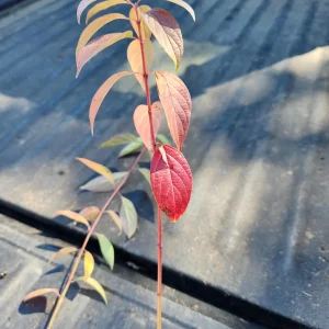 5 Silky Dogwood Live Plants (Cornus Amomum) – 6-8" Tall Bare Root Shrub - Image 2