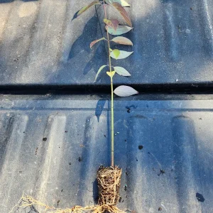 5 Silky Dogwood Live Plants (Cornus Amomum) – 6-8