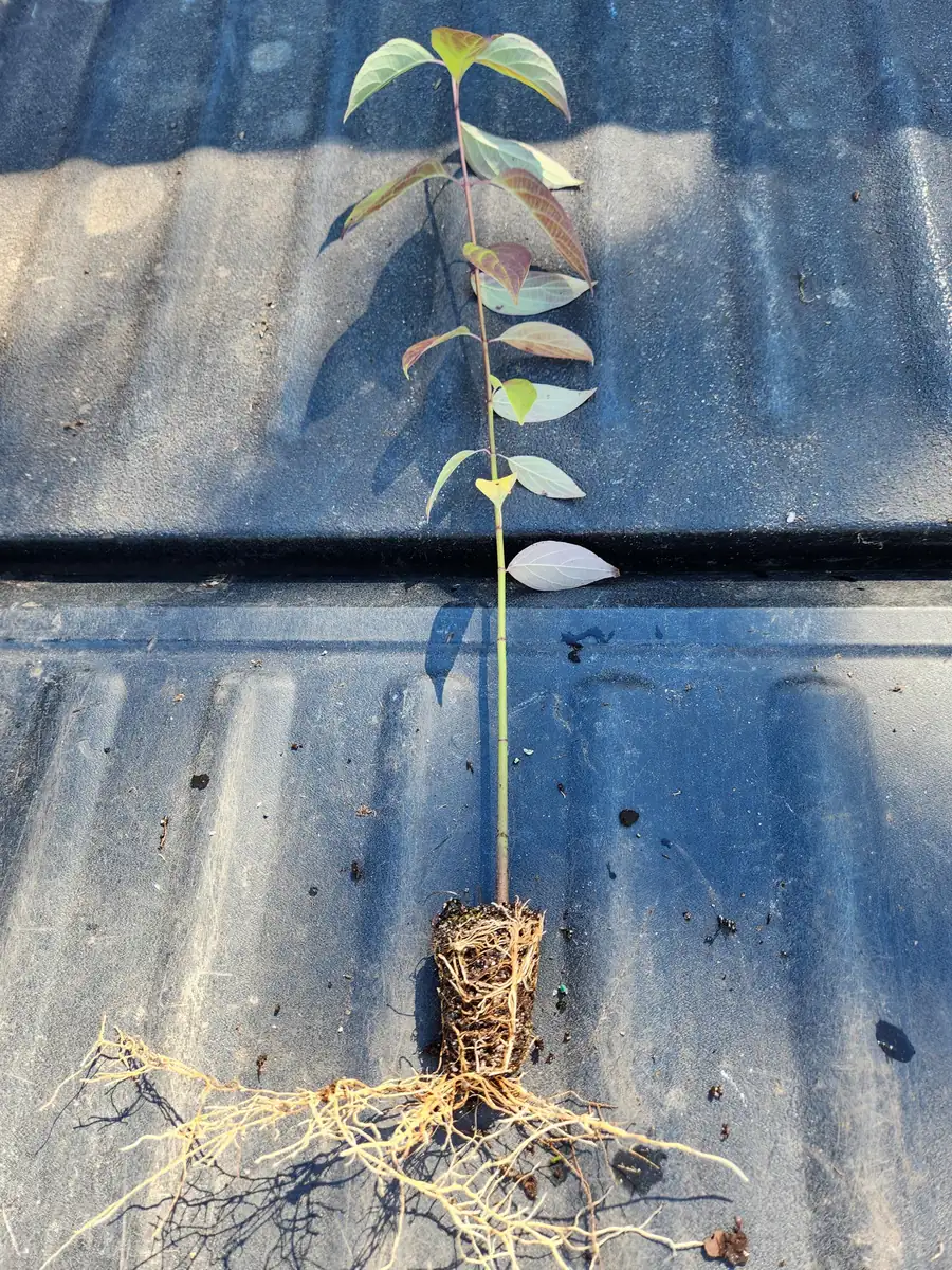 5 Silky Dogwood Live Plants (Cornus Amomum) – 6-8" Tall Bare Root Shrub - Image 3