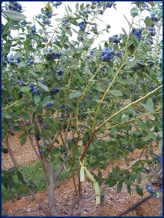 5 Snow Chaser Blueberry Starter Plug Plants - Vaccinium corymbosum - Low Chill - Image 4