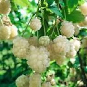 5 Snowbank White Blackberry Live Plants - Rare Edible Perennial Shrubs - Image 1