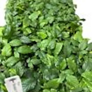 5 Snowbank White Blackberry Starter Plant - Edible Perennial Fruit - Zones 5-9 - Image 2