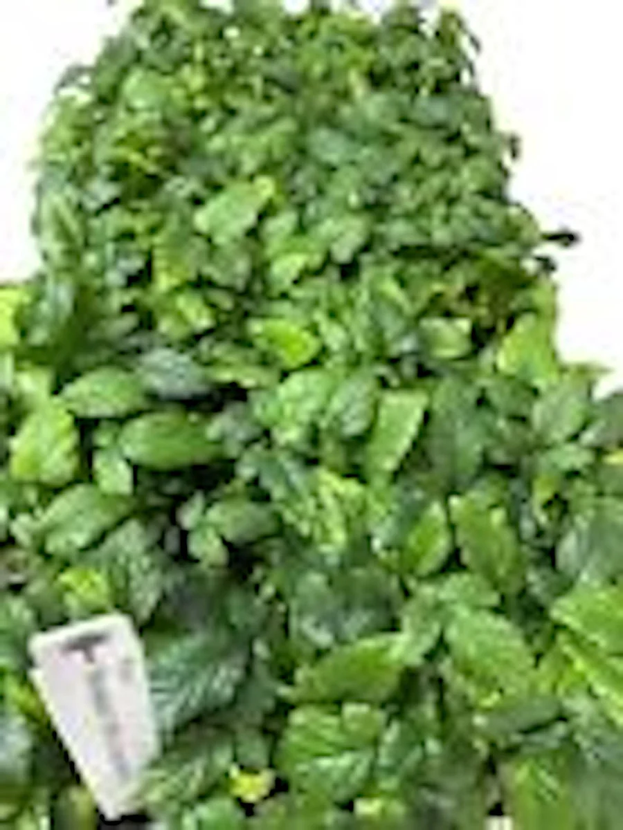 5 Snowbank White Blackberry Starter Plant - Edible Perennial Fruit - Zones 5-9 - Image 2