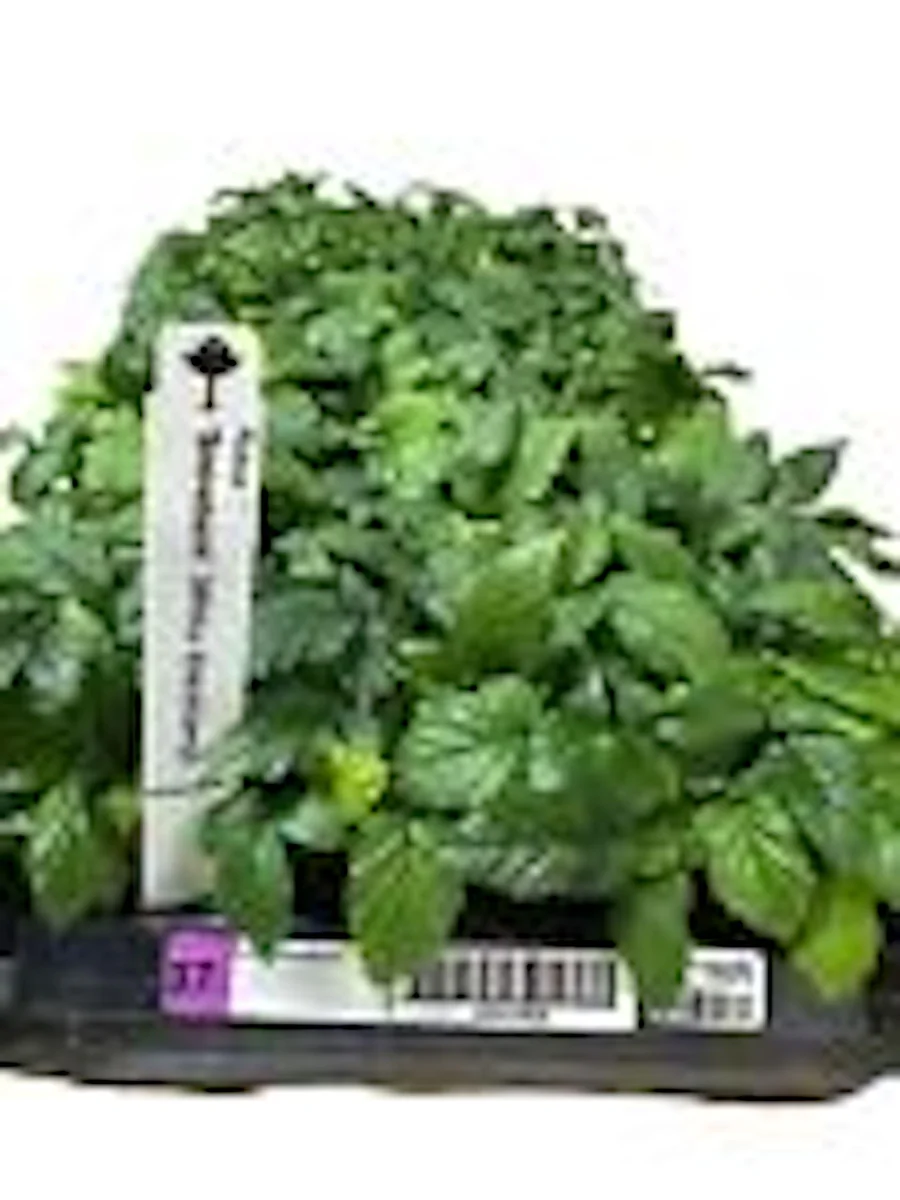 5 Snowbank White Blackberry Starter Plant - Edible Perennial Fruit - Zones 5-9 - Image 3