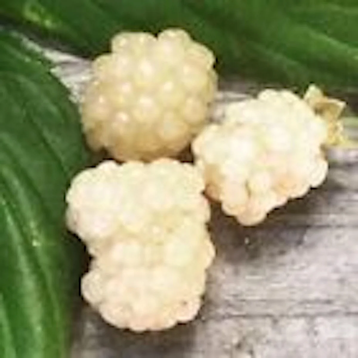 5 Snowbank White Blackberry Starter Plant - Edible Perennial Fruit - Zones 5-9 - Image 4