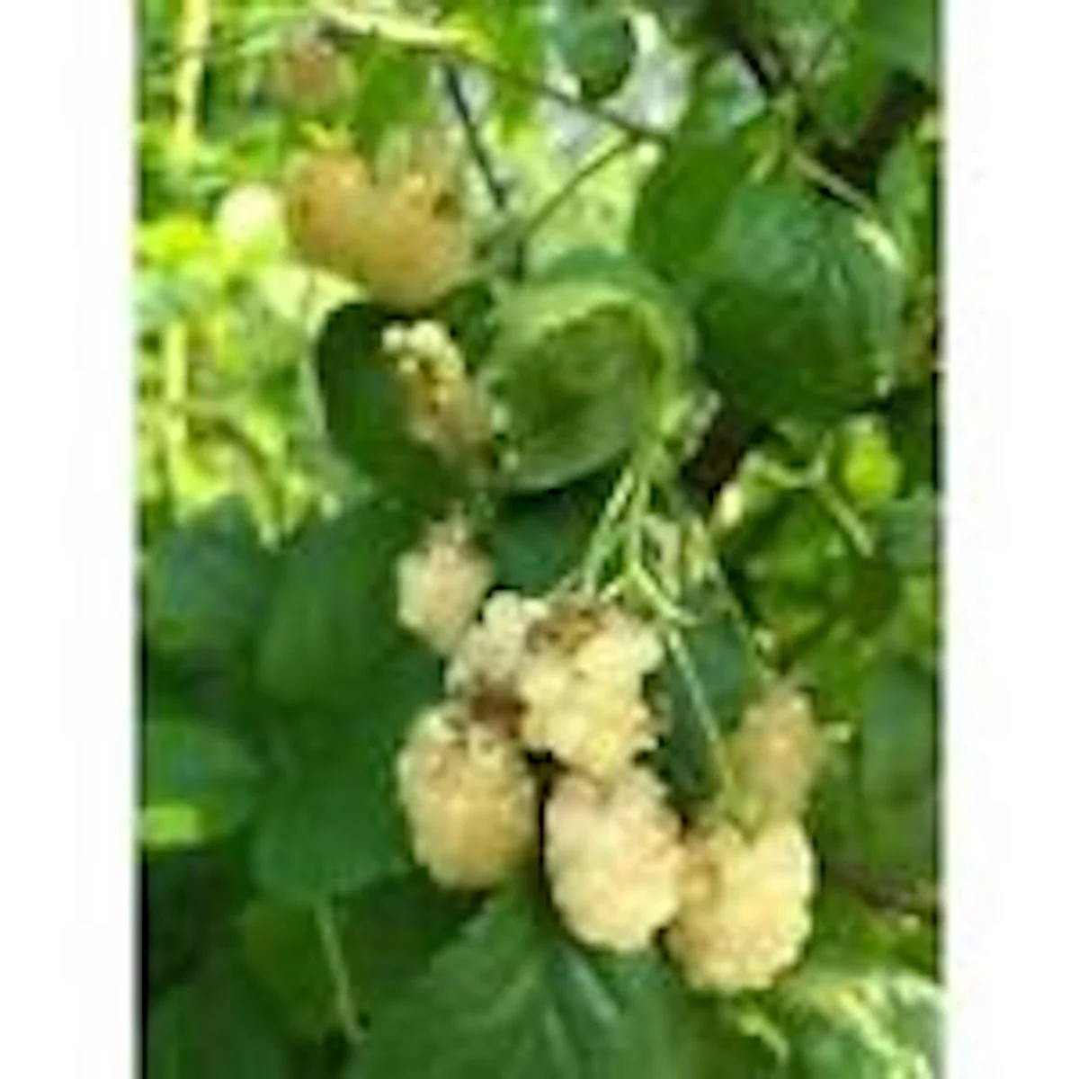 5 Snowbank White Blackberry Starter Plant - Edible Perennial Fruit - Zones 5-9 - Image 5