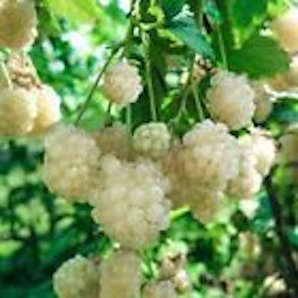 5 Snowbank White Blackberry Starter Plant - Edible Perennial Fruit - Zones 5-9 - Image 1