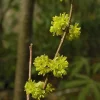 5 Spicebush Plants (Lindera Benzoin) Bareroot, 12" Tall, Outdoor Shrub - Image 1