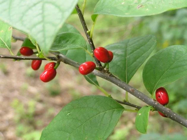 5 Spicebush Plants (Lindera Benzoin) Bareroot, 12" Tall, Outdoor Shrub - Image 2