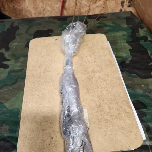 5 Spicebush Plants (Lindera Benzoin) Bareroot, 12