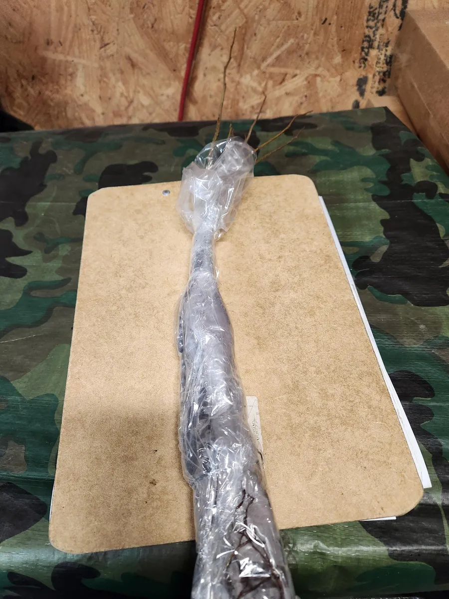 5 Spicebush Plants (Lindera Benzoin) Bareroot, 12" Tall, Outdoor Shrub - Image 3