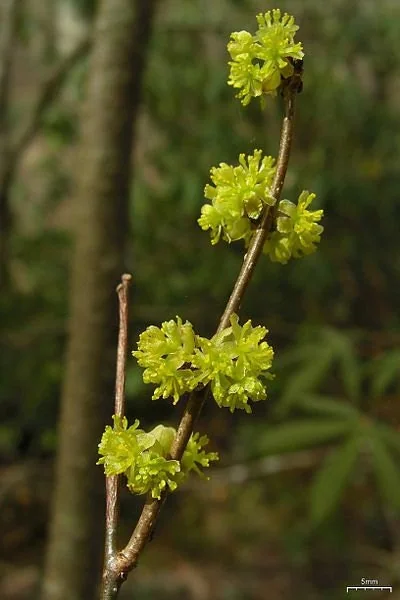 5 Spicebush Plants (Lindera Benzoin) Bareroot, 12" Tall, Outdoor Shrub - Image 1