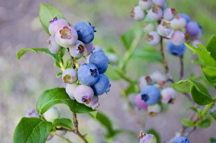 5 Springhigh Blueberry Starter Plugs - Vaccinium corymbosum - Live Plant - Image 4