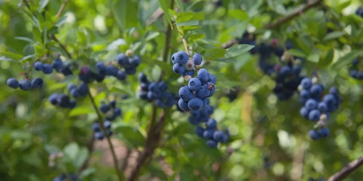 5 Springhigh Blueberry Starter Plugs - Vaccinium corymbosum - Live Plant - Image 6