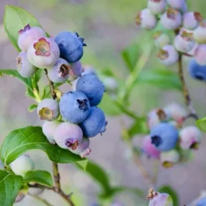 5 Springhigh Blueberry Starter Plugs - Vaccinium corymbosum - Live Plant - Image 8
